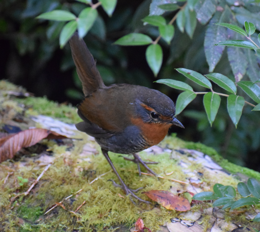 Rotkehltapaculo - ML619403285