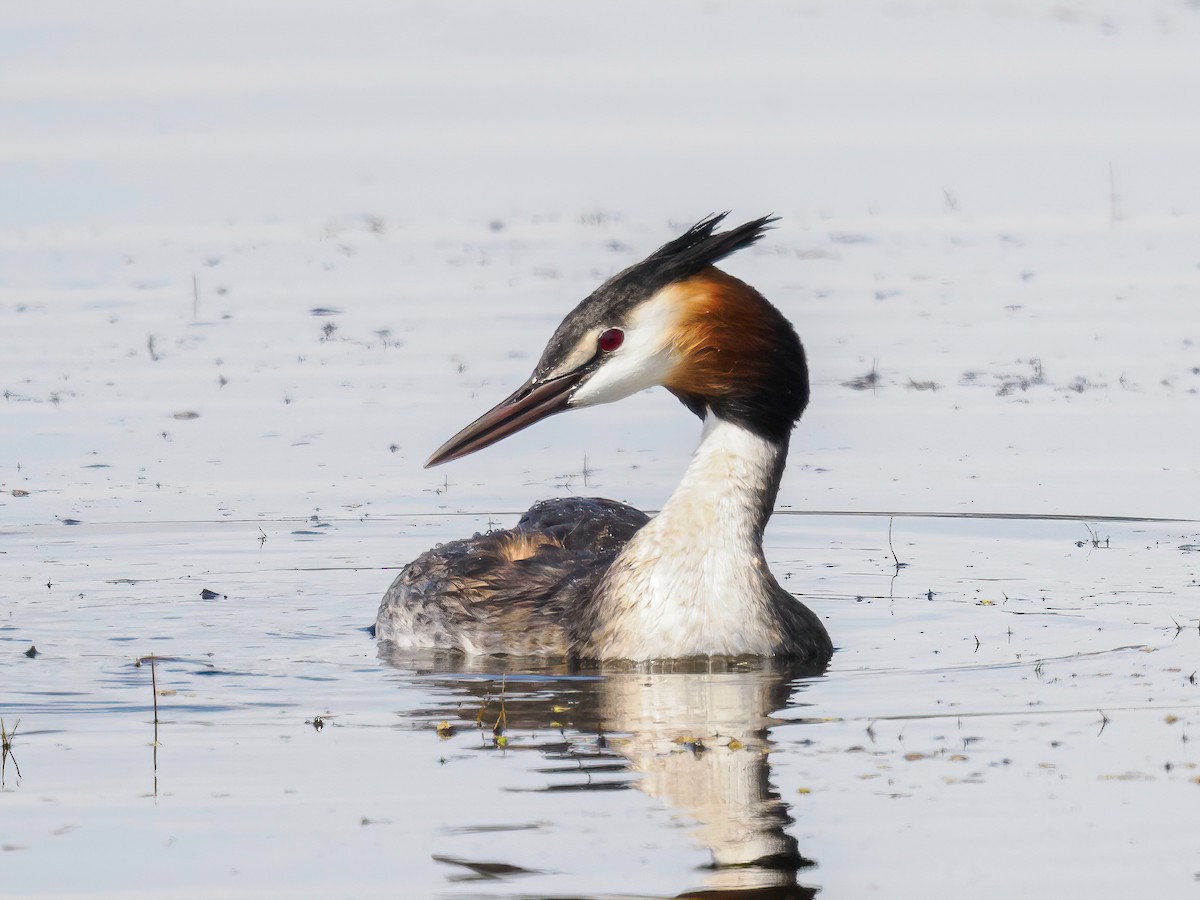 Great Crested Grebe - Manuel Fernandez-Bermejo