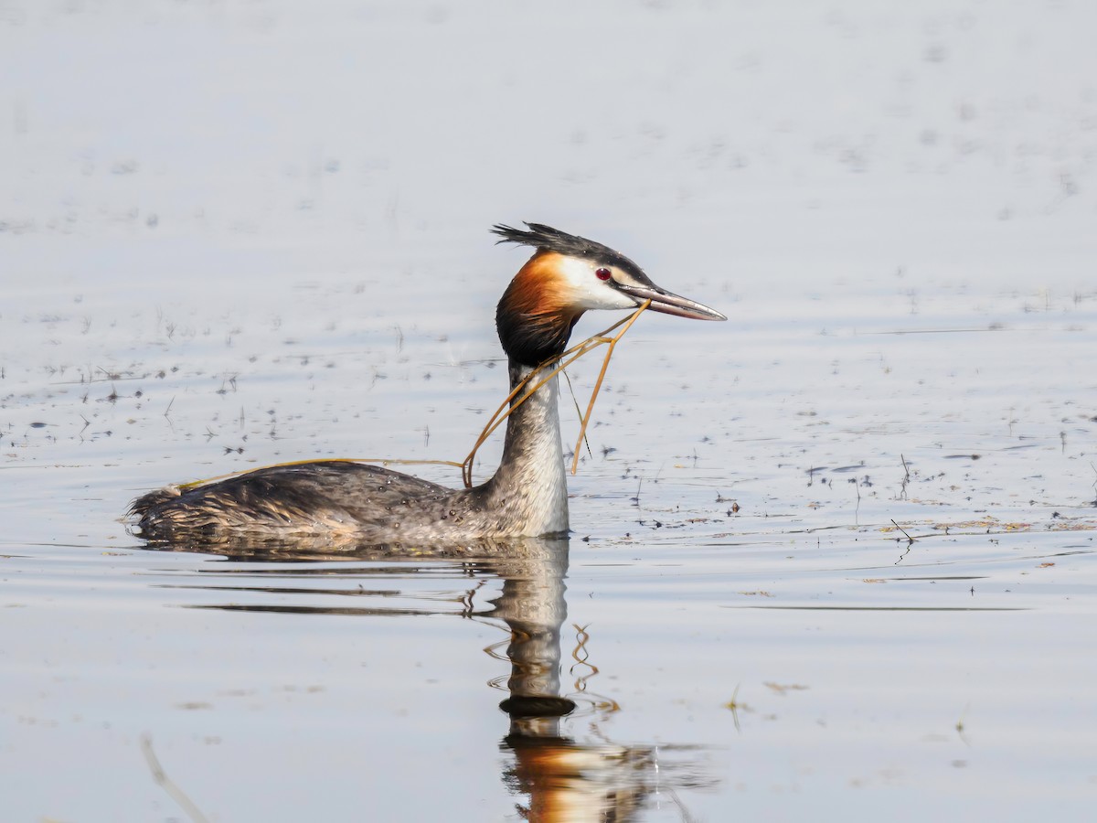 Great Crested Grebe - Manuel Fernandez-Bermejo