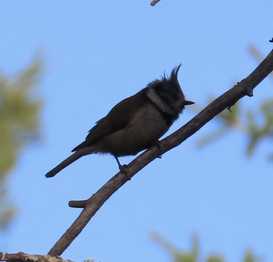 Crested Tit - Suzanne Roberts