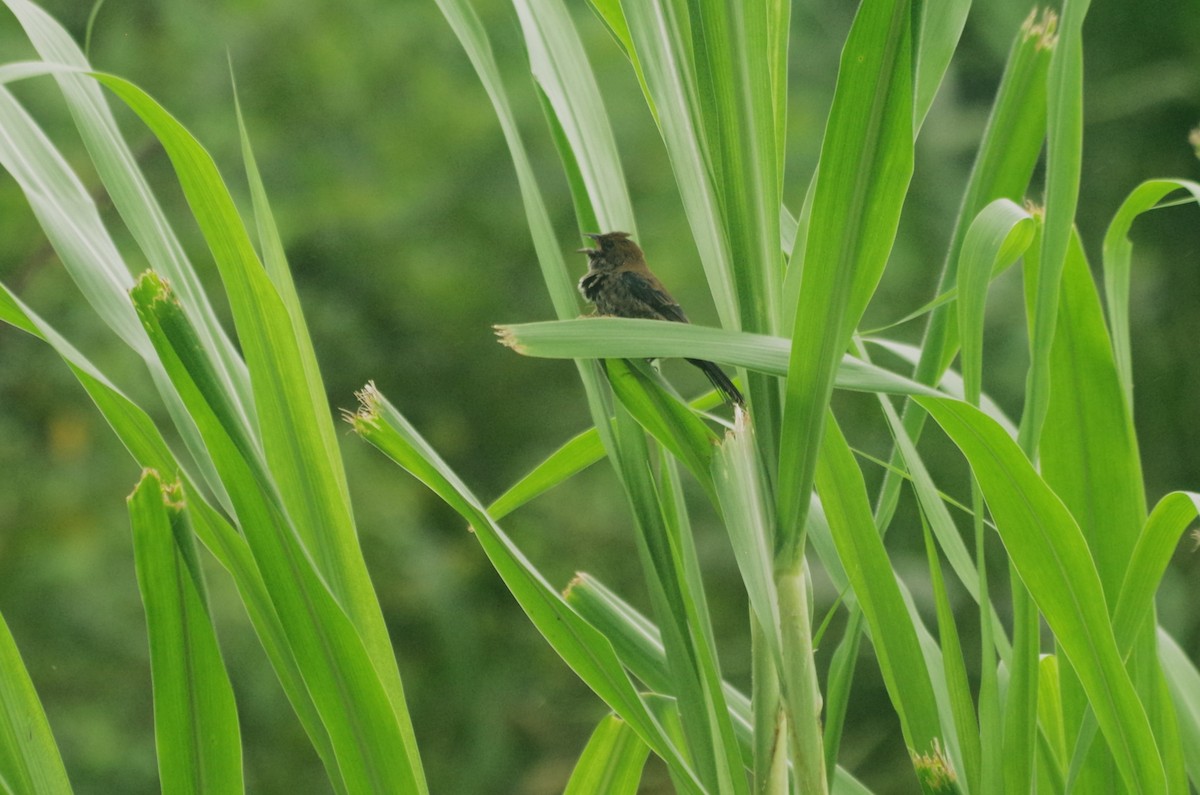 Blue-black Grassquit - Claudio  Crespo