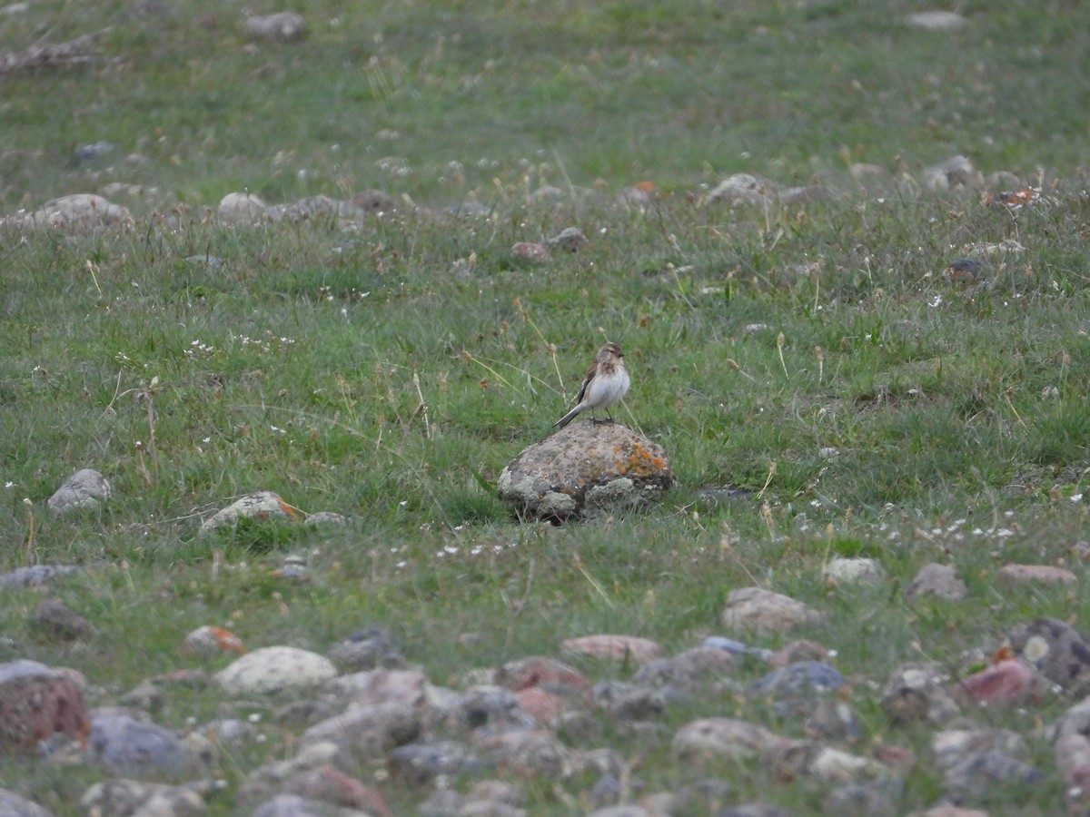 Eurasian Linnet - Josip Turkalj