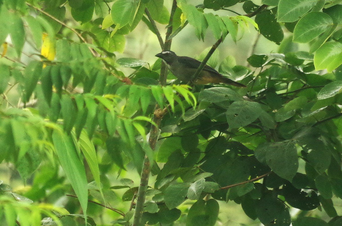 Bluish-gray Saltator - Claudio  Crespo