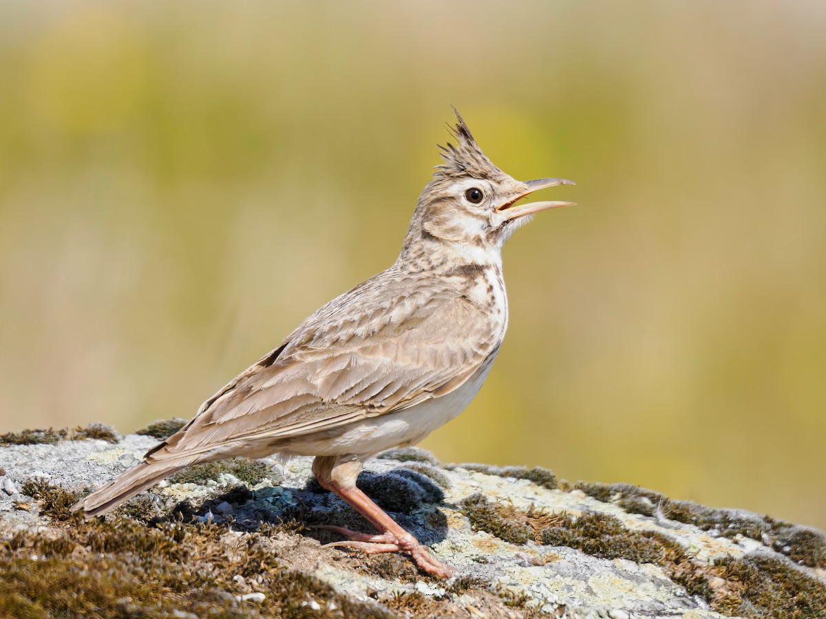 Crested Lark - Manuel Fernandez-Bermejo