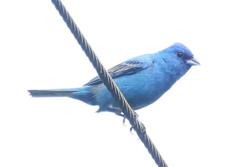 Indigo Bunting - Duane Yarbrough