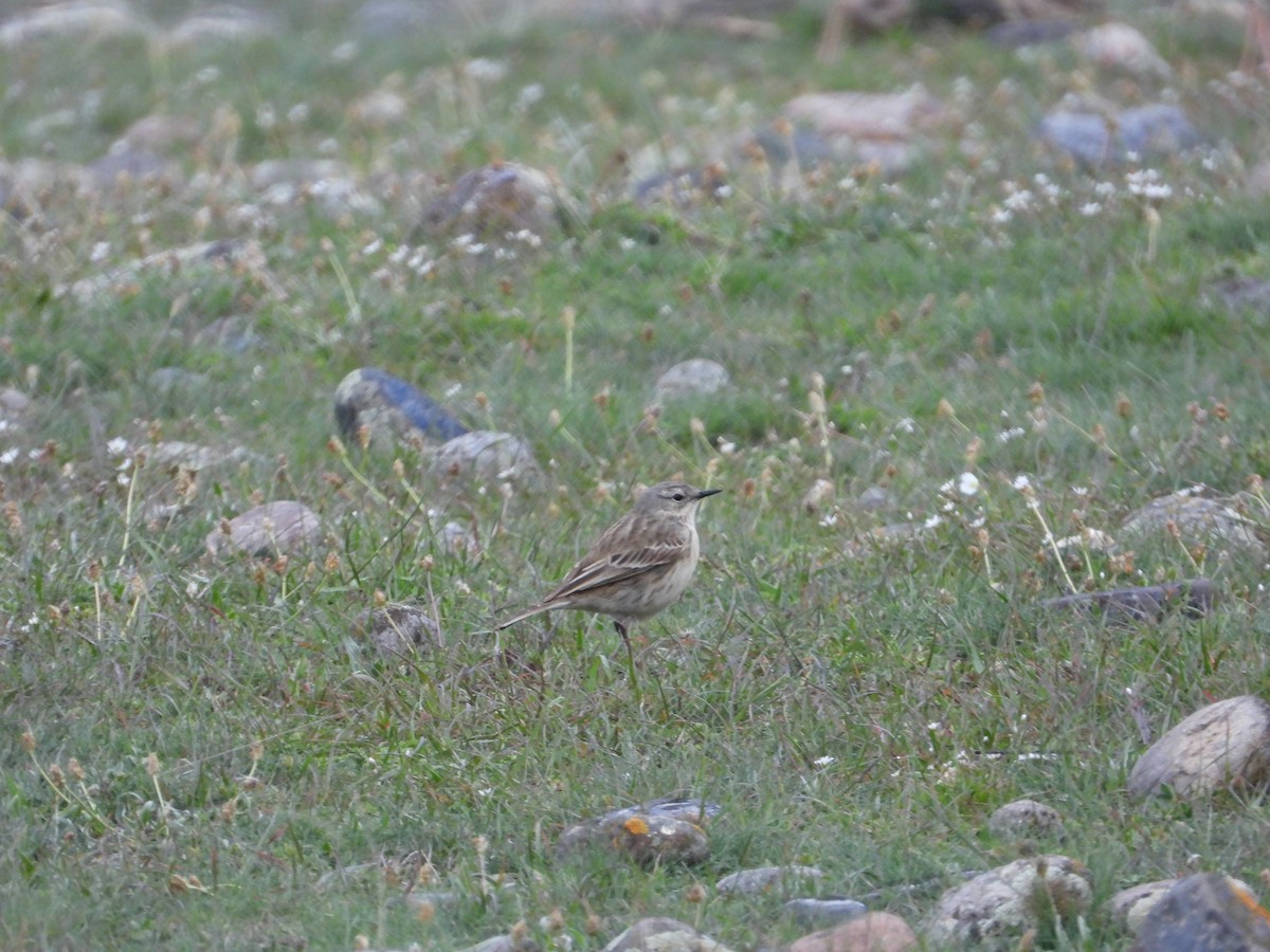 Water Pipit (Caucasian) - ML619403365