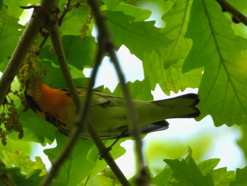 Blackburnian Warbler - Cliff Dekdebrun