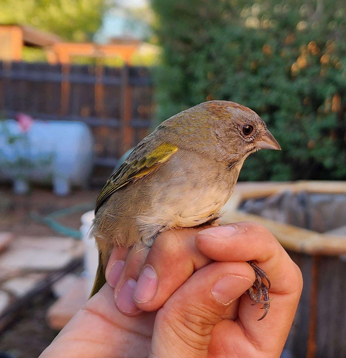 Green-tailed Towhee - Nancy Cox