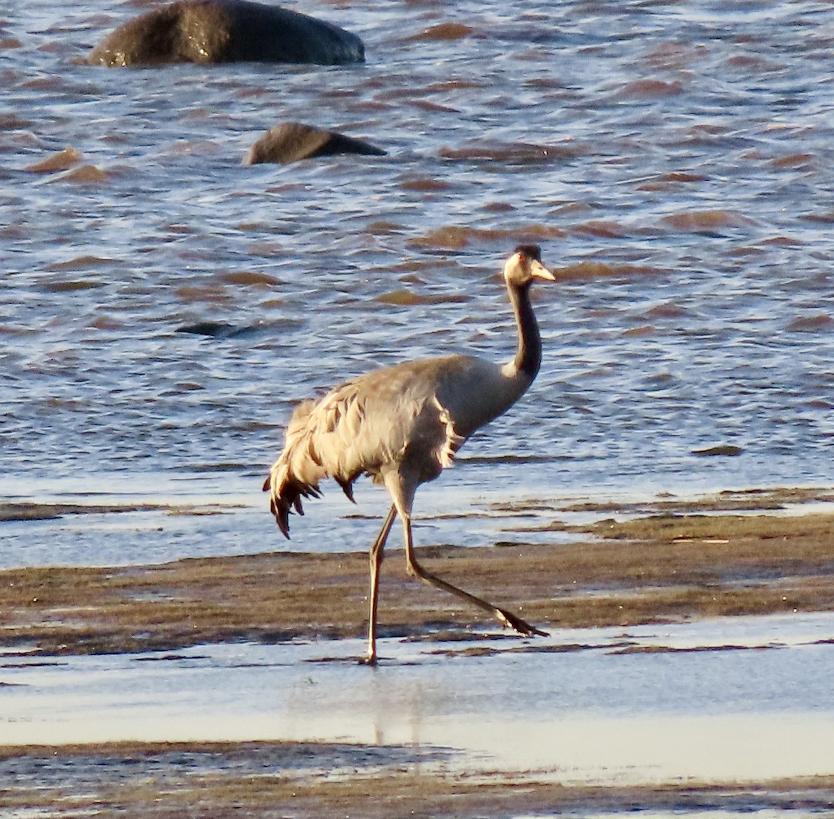 Common Crane - Suzanne Roberts