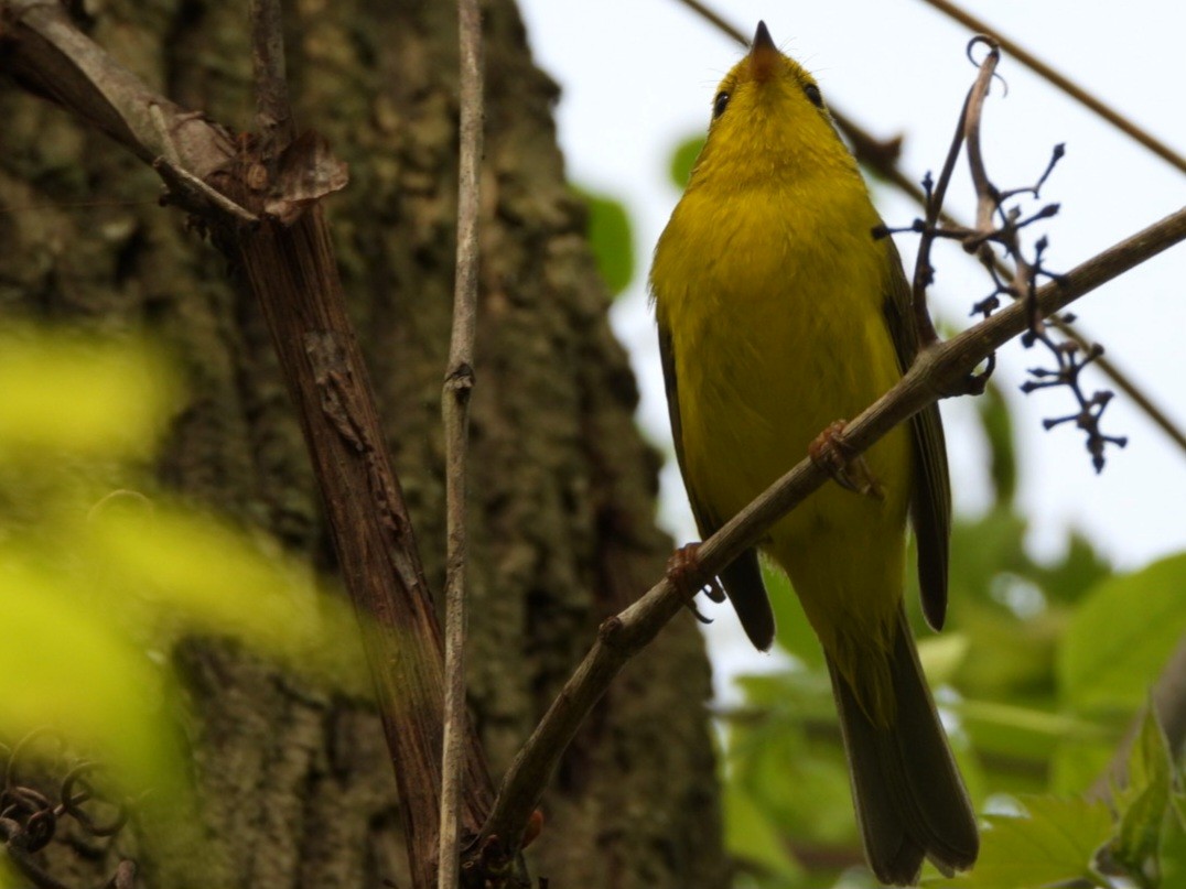 Wilson's Warbler - Cliff Dekdebrun