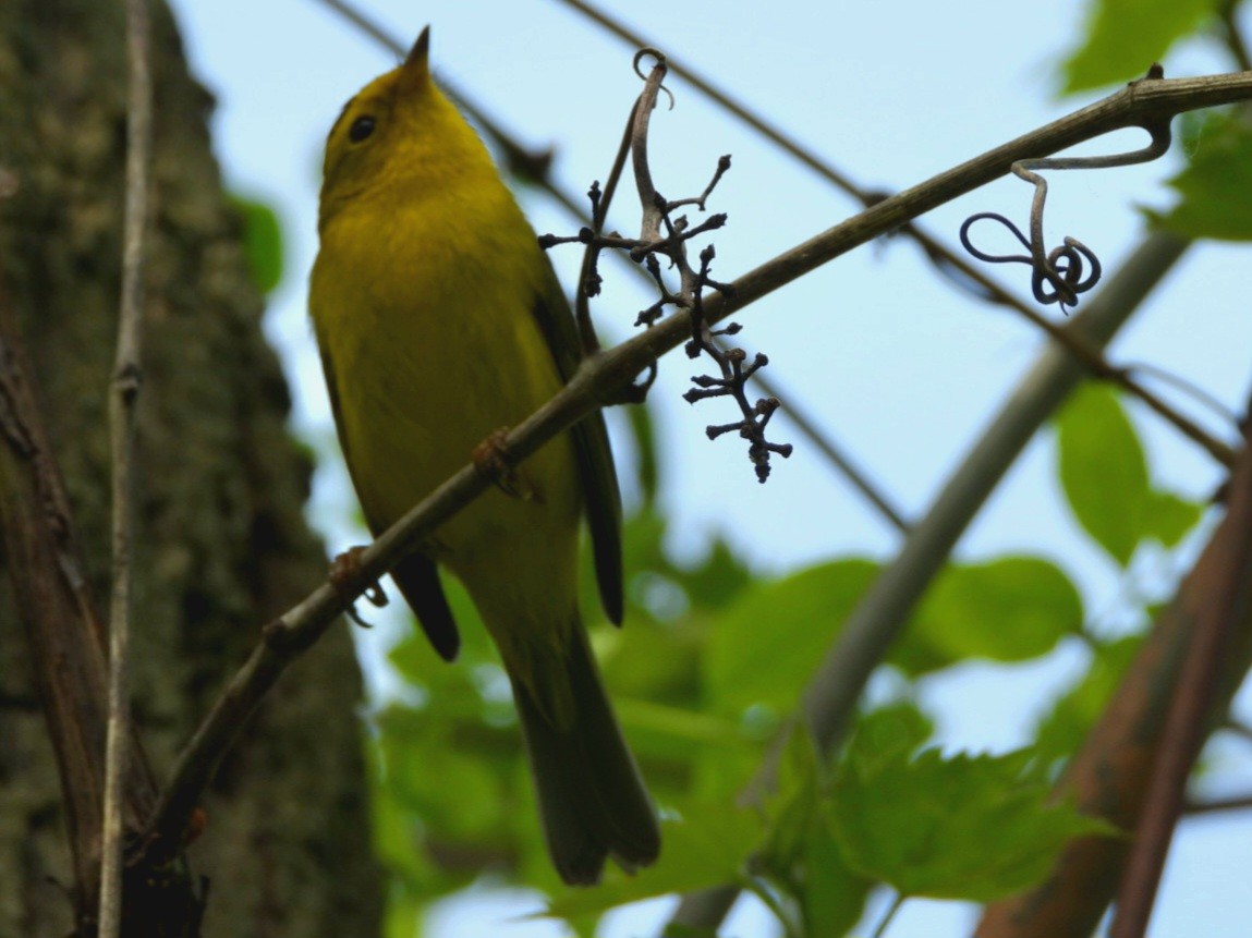 Wilson's Warbler - Cliff Dekdebrun