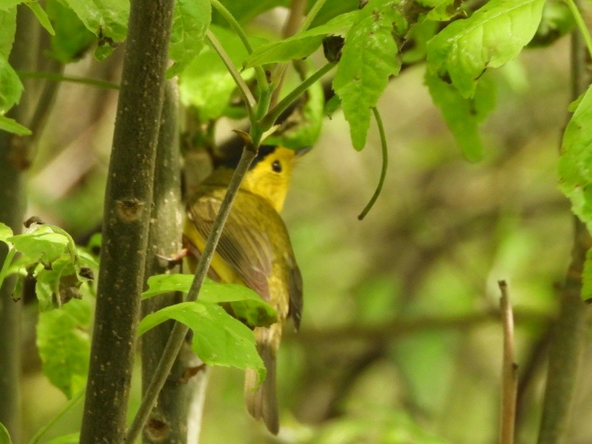 Wilson's Warbler - Cliff Dekdebrun