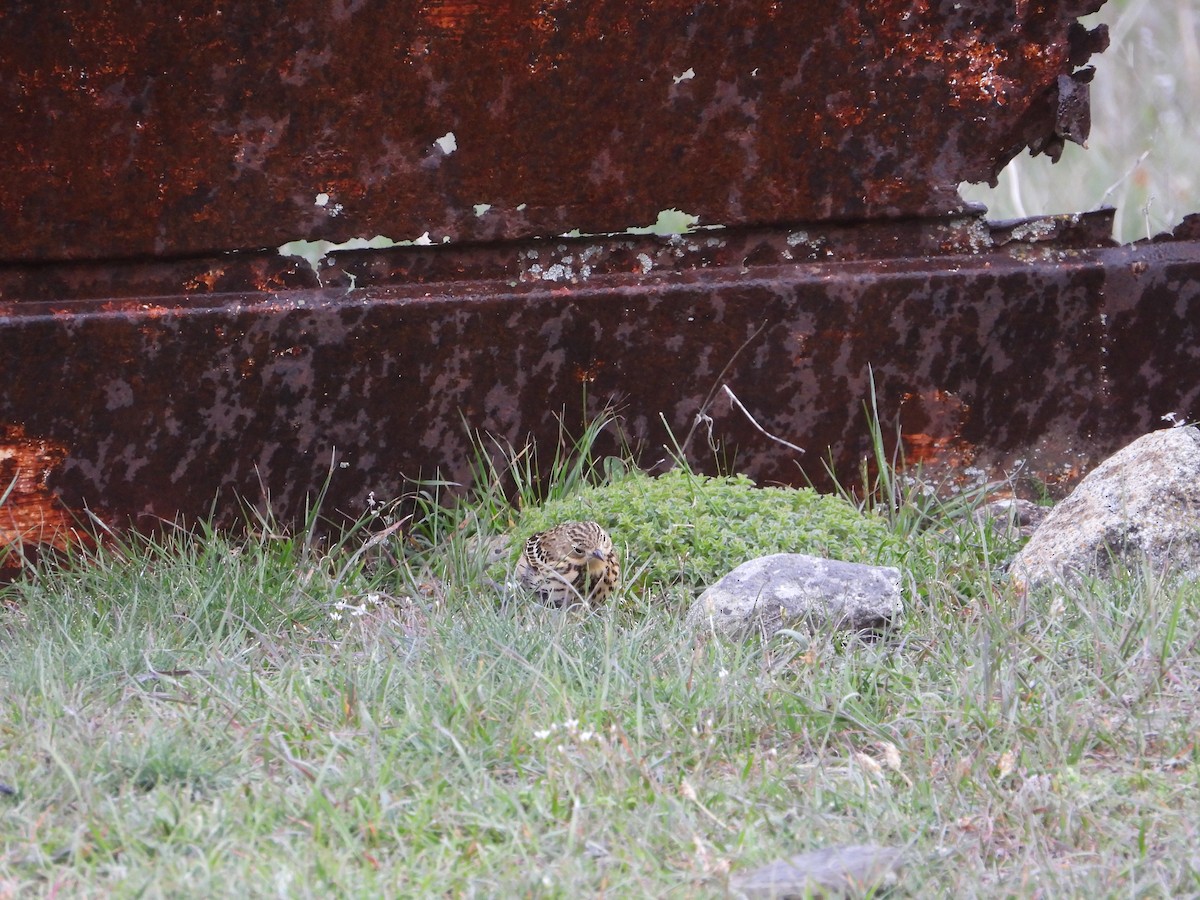 Red-throated Pipit - Josip Turkalj