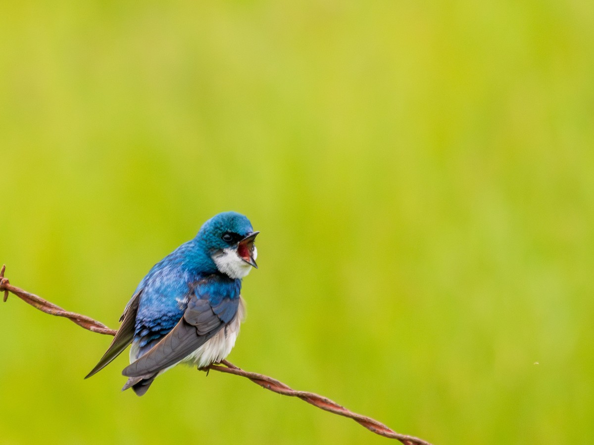 Tree Swallow - Rick Hurst