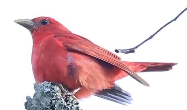 Summer Tanager - Duane Yarbrough