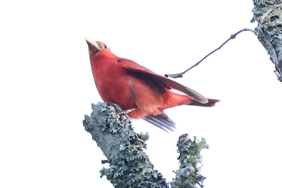 Summer Tanager - Duane Yarbrough