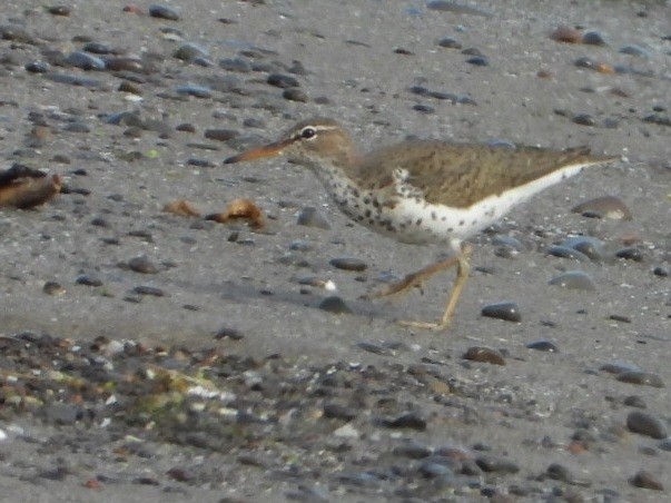 Spotted Sandpiper - ML619403427