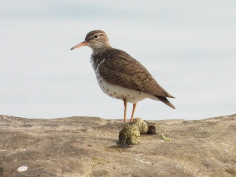 Spotted Sandpiper - ML619403428