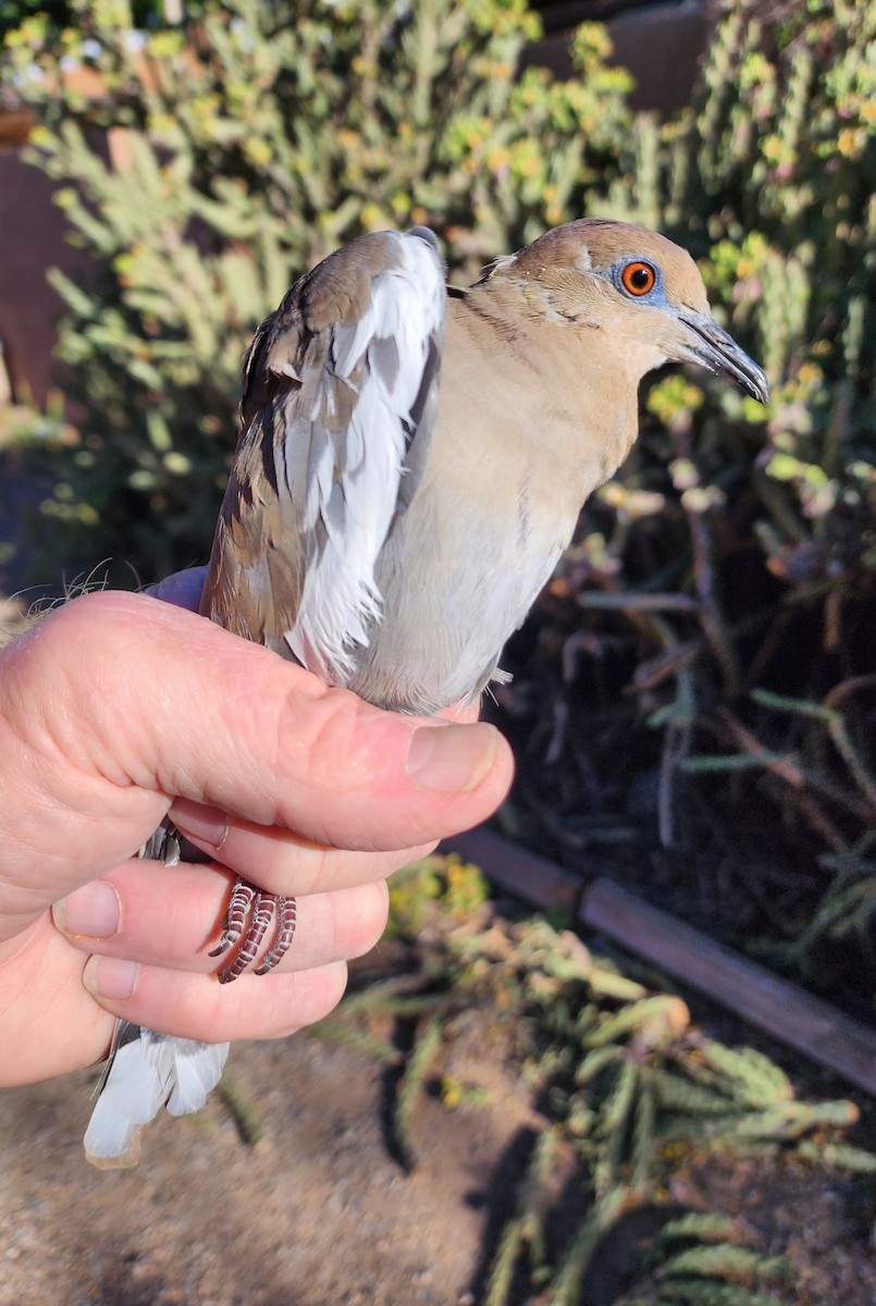 White-winged Dove - Nancy Cox