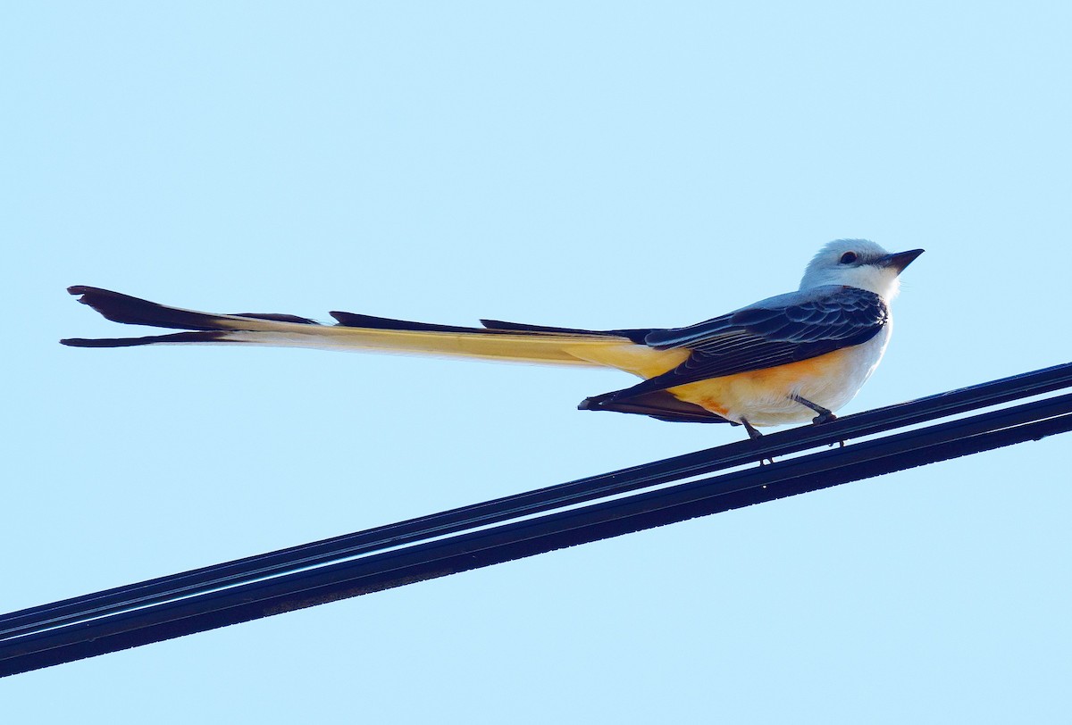 Scissor-tailed Flycatcher - Hugh Barger