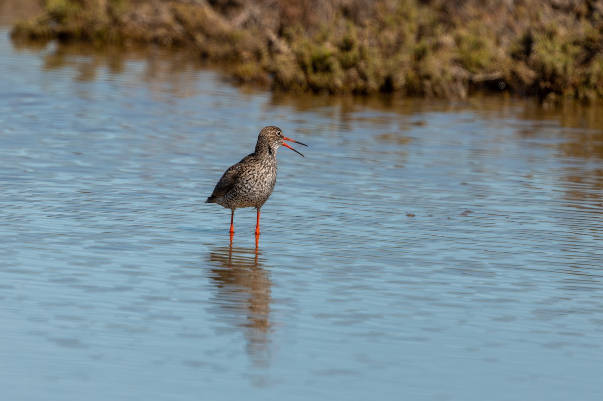 Common Redshank - ML619403441