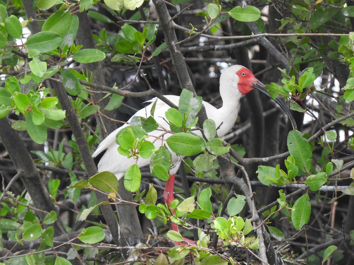 White Ibis - Coral Avilés Santiago