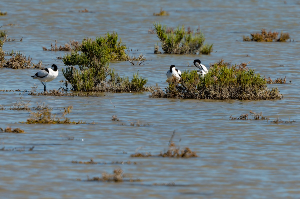 Pied Avocet - lucien ABAH