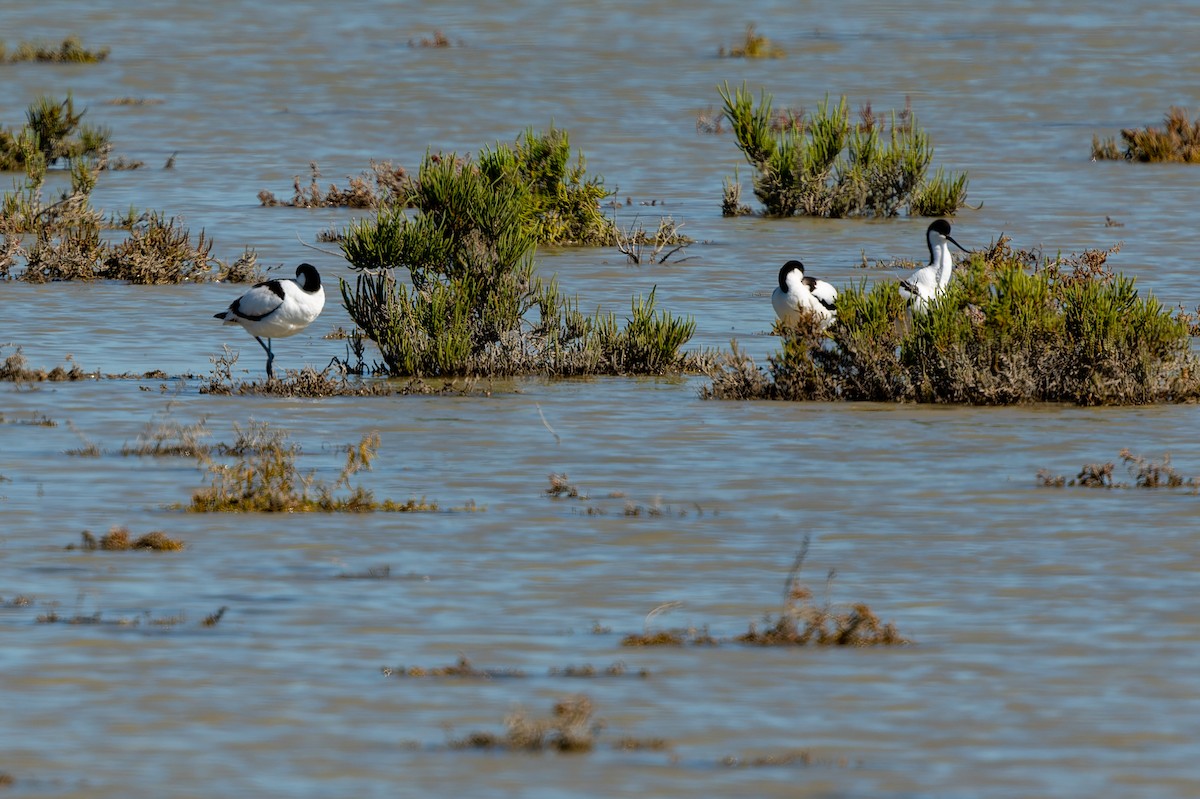 Pied Avocet - lucien ABAH