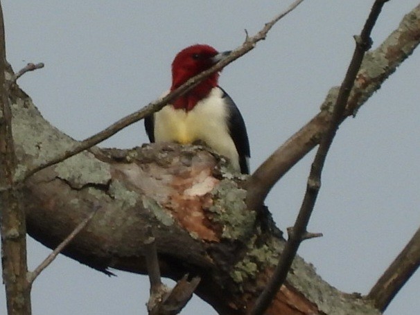 Red-headed Woodpecker - Cliff Dekdebrun