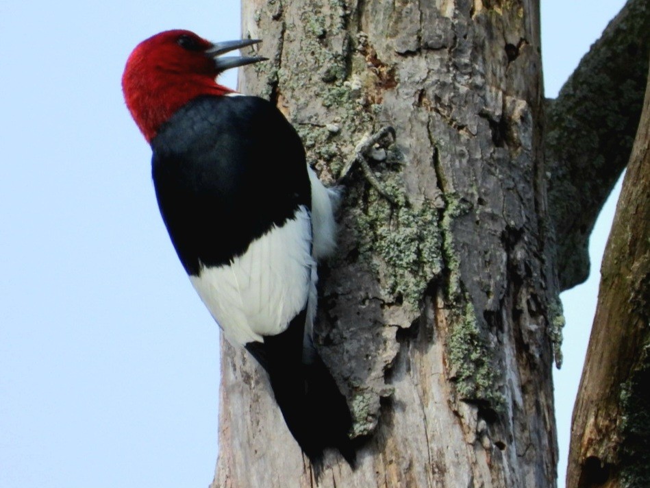 Red-headed Woodpecker - Cliff Dekdebrun