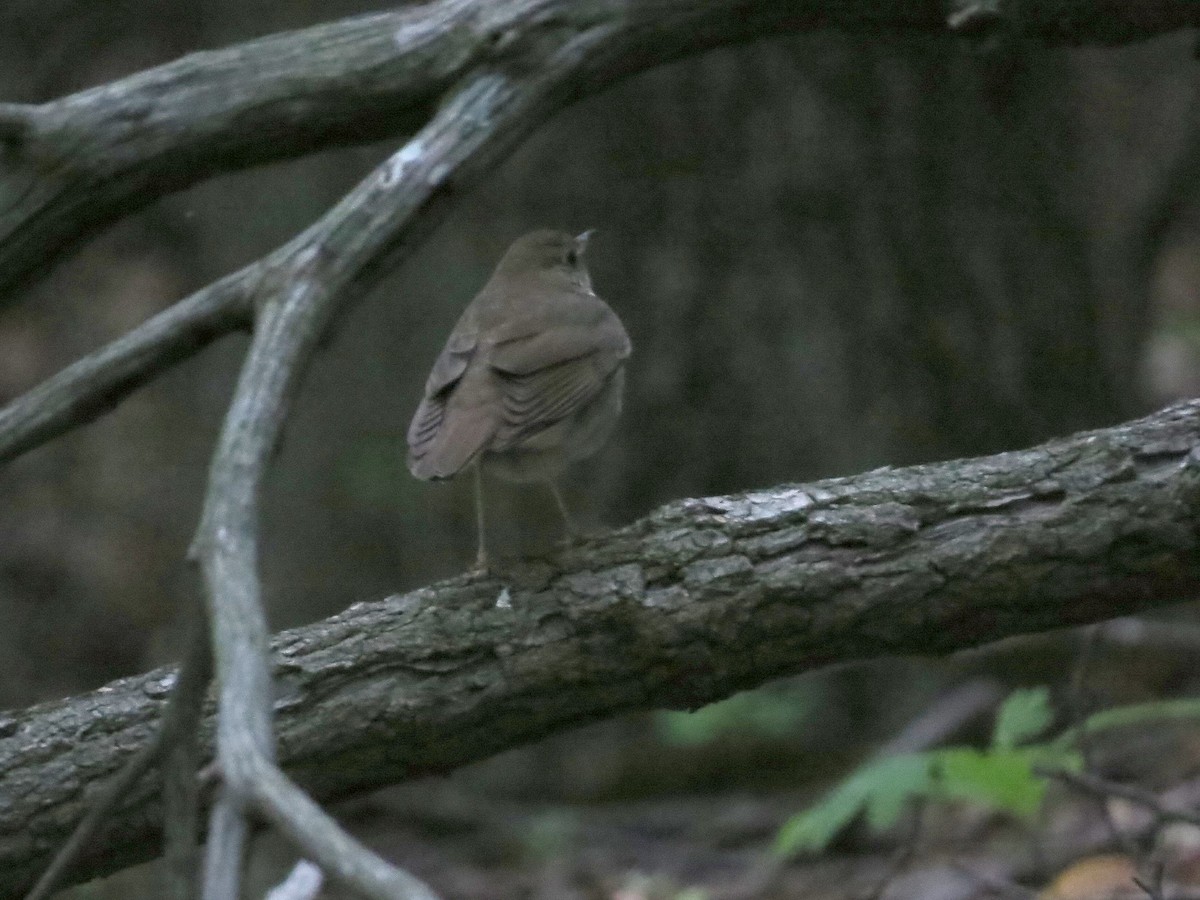 Bicknell's Thrush - ML619403483