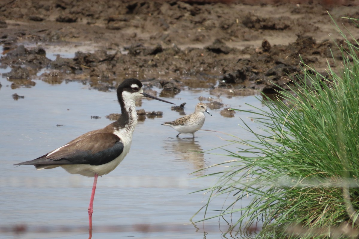 Black-necked Stilt - David Brinkman