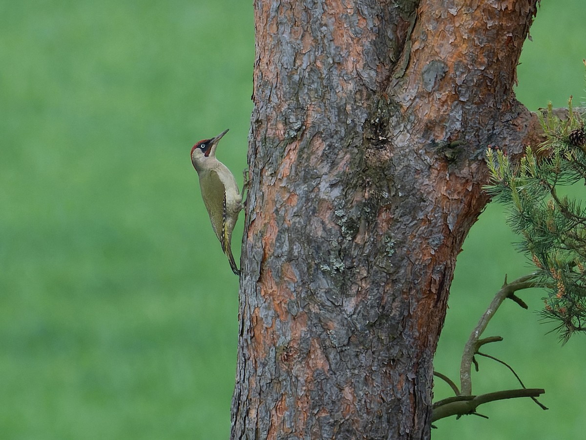 Eurasian Green Woodpecker - Andrej Bremer