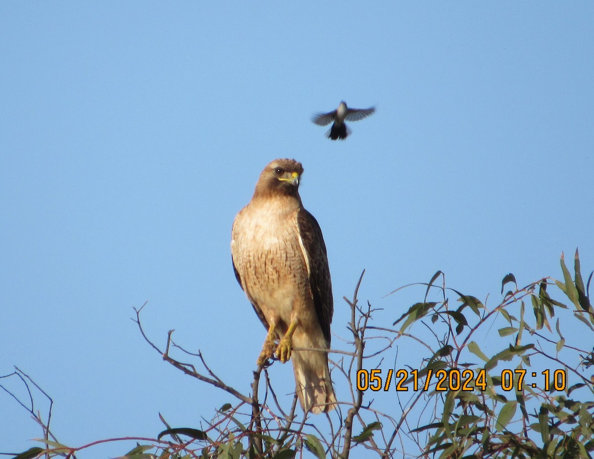 Red-tailed Hawk - crdf bird