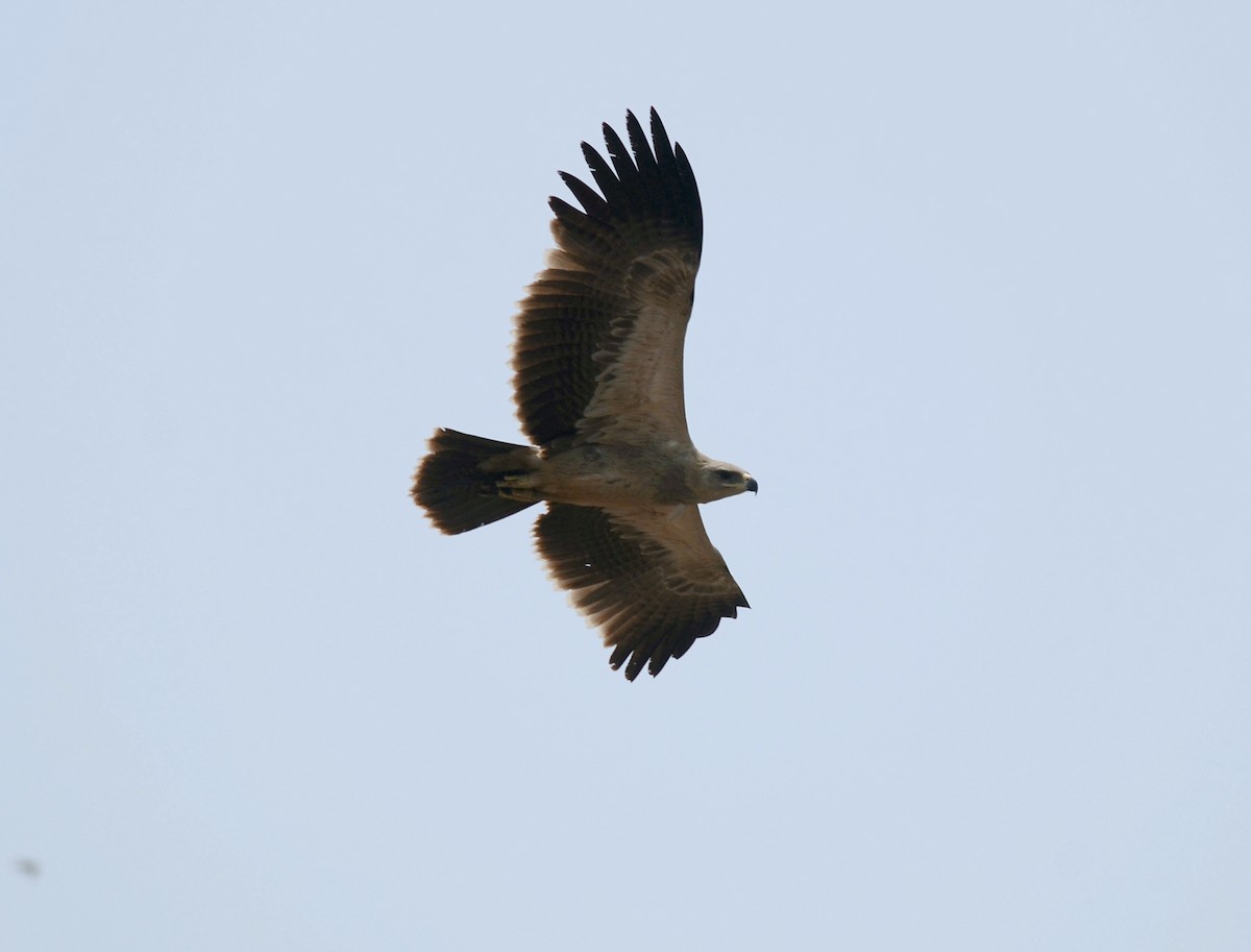 Tawny Eagle - Chirag Munje