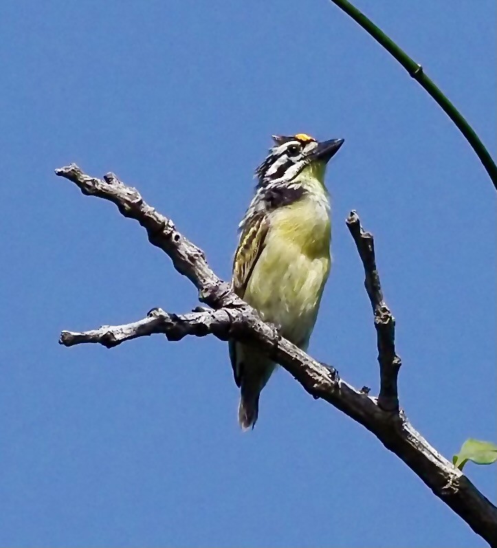 Yellow-fronted Tinkerbird - Tony Conway