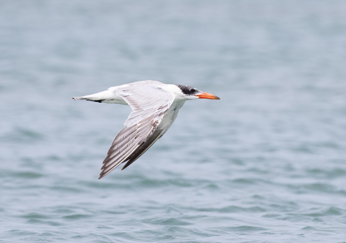 Caspian Tern - Daniel Gornall