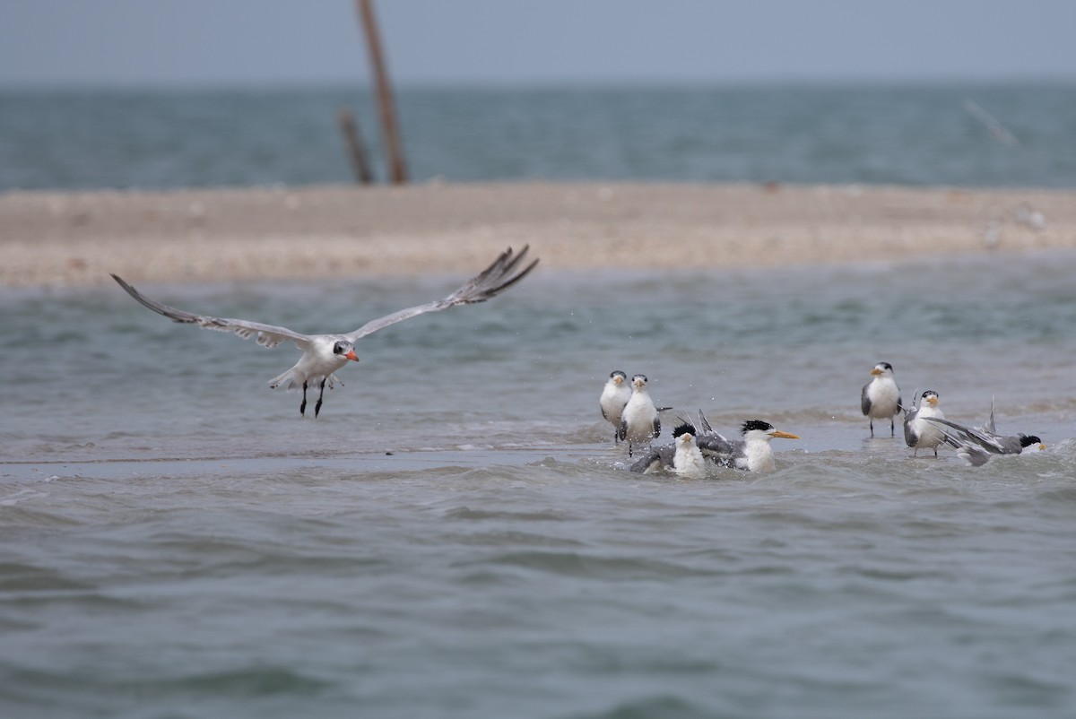 Caspian Tern - Daniel Gornall