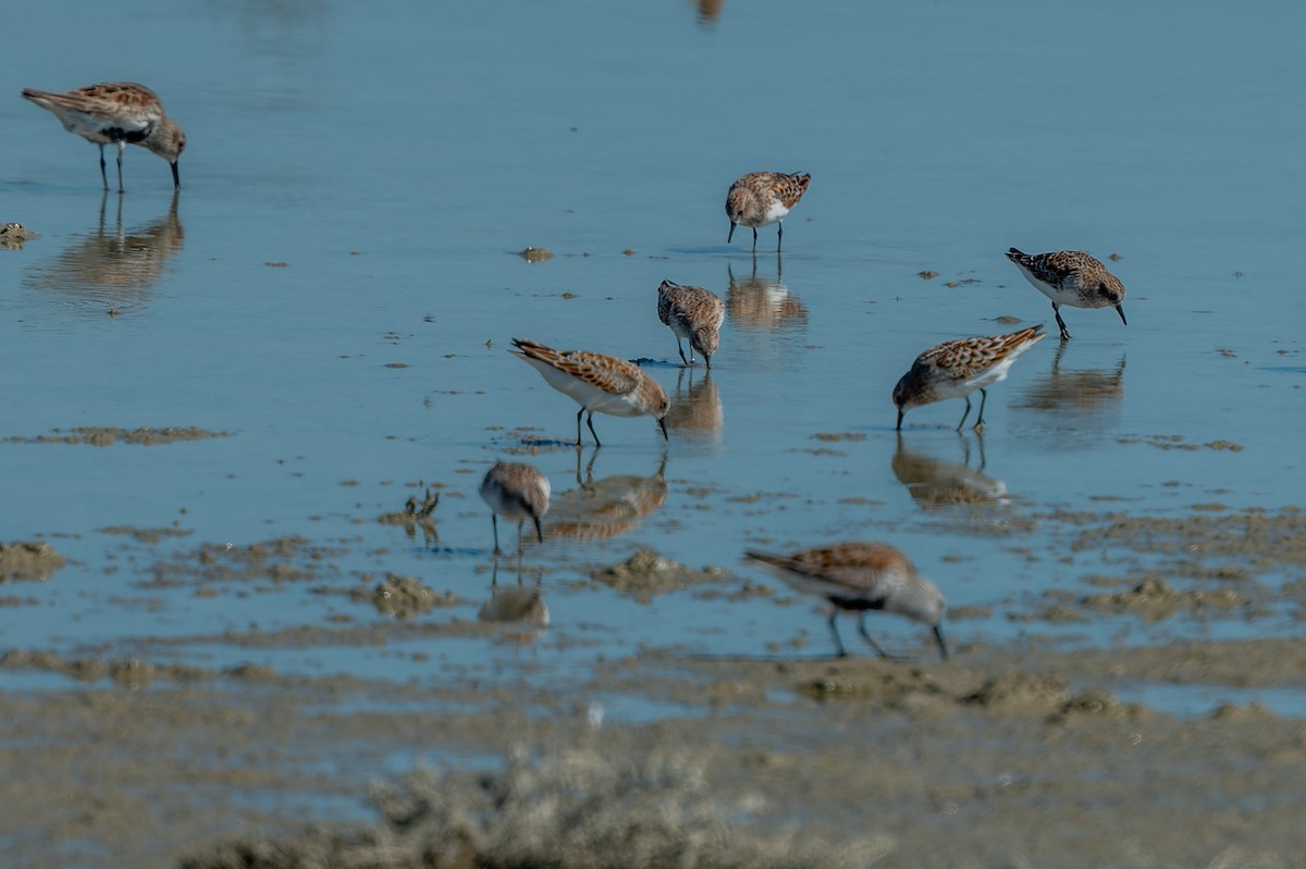 Sanderling - lucien ABAH