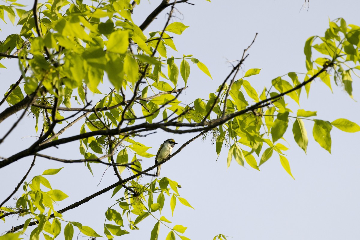 Golden-winged Warbler - Michael Bueckert