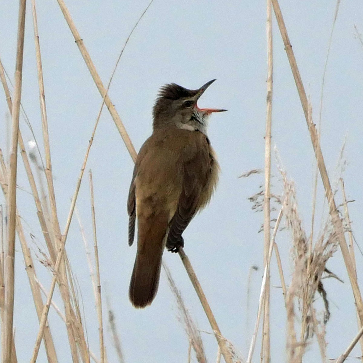 Great Reed Warbler - Antony Helliwell