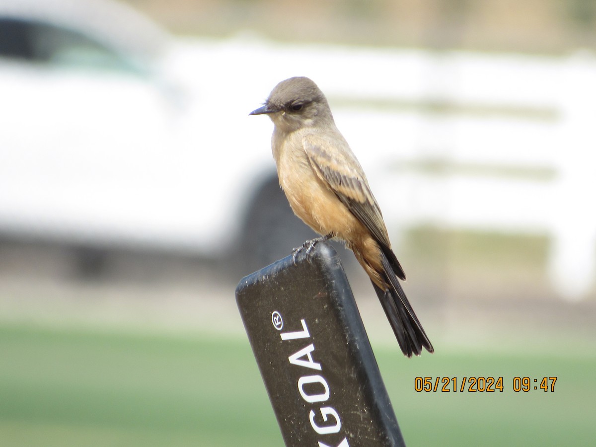 Say's Phoebe - crdf bird