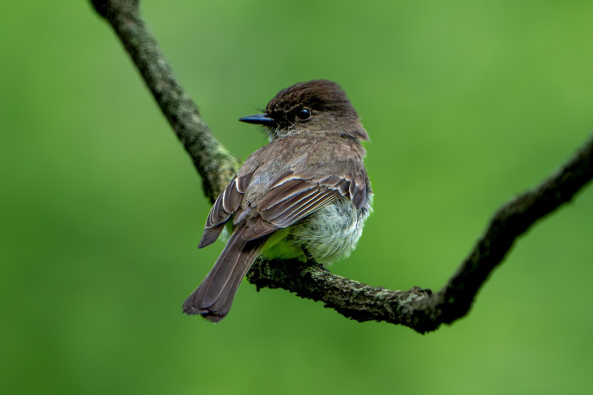 Eastern Phoebe - Ashley Pichon