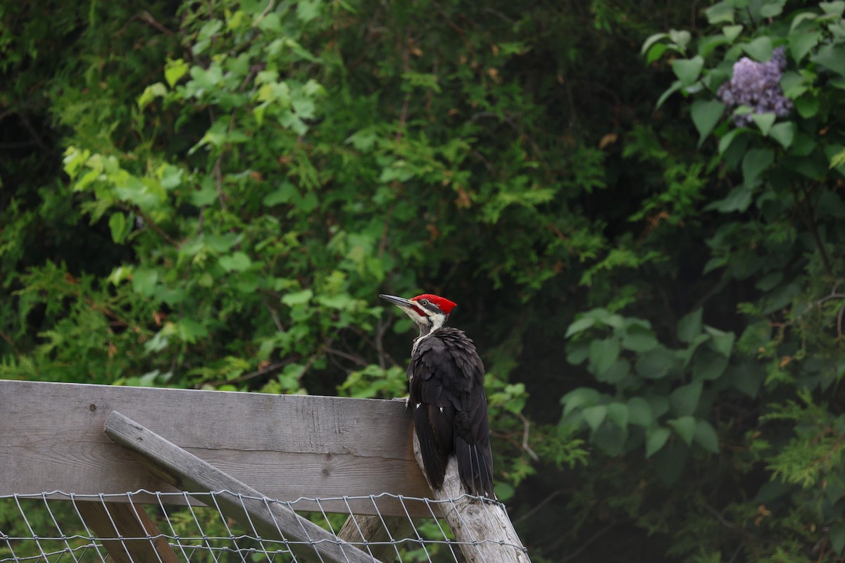 Pileated Woodpecker - Anonymous