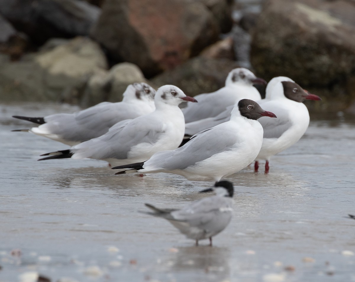 Brown-headed Gull - ML619403578