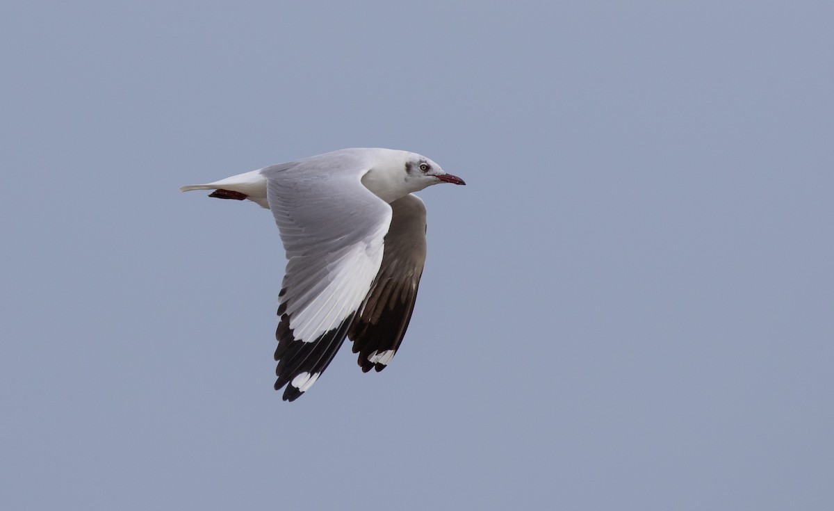 Brown-headed Gull - Daniel Gornall