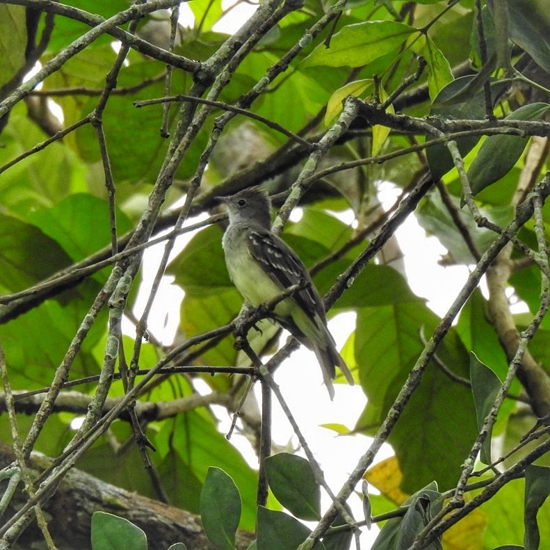 Large Elaenia - Andrea  Hinek