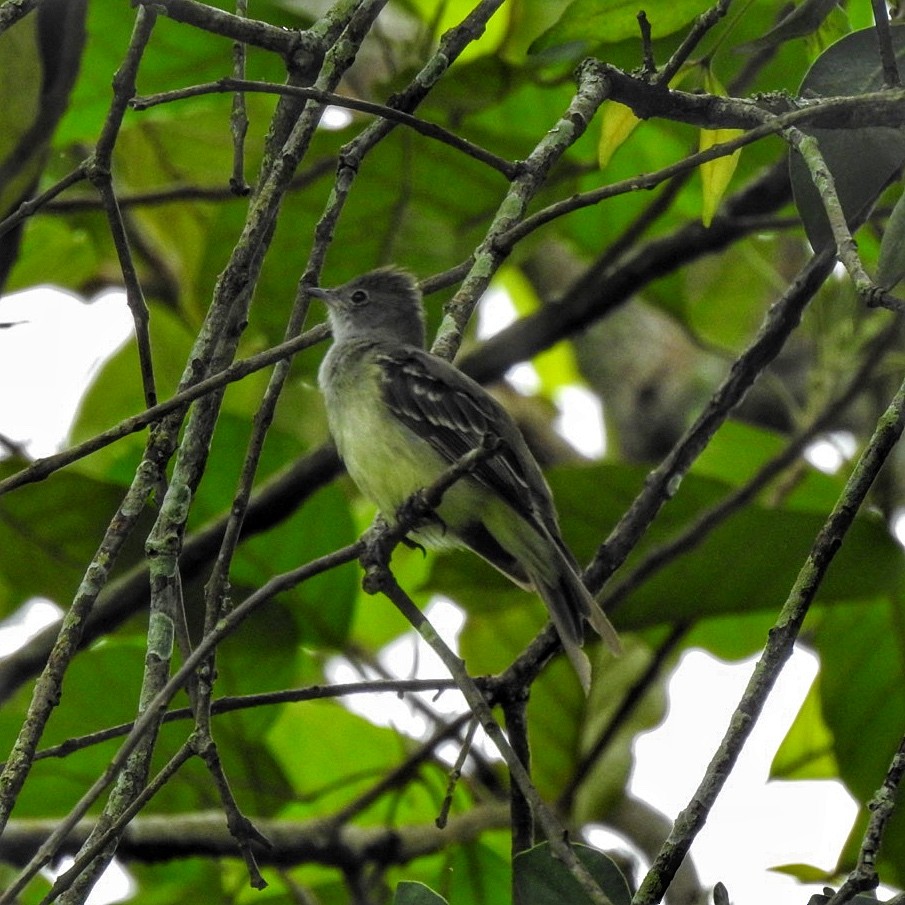 Large Elaenia - Andrea  Hinek