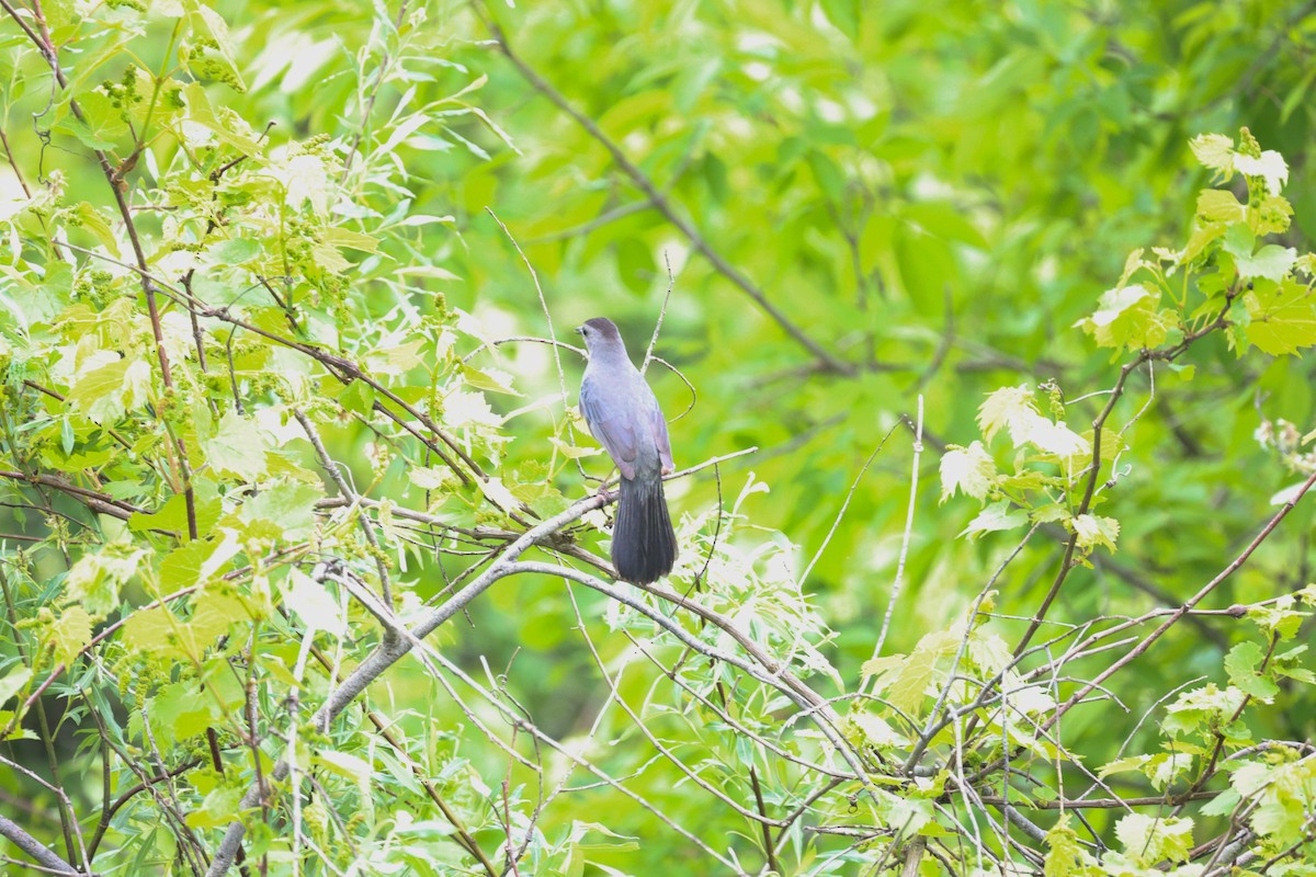 Gray Catbird - Anonymous