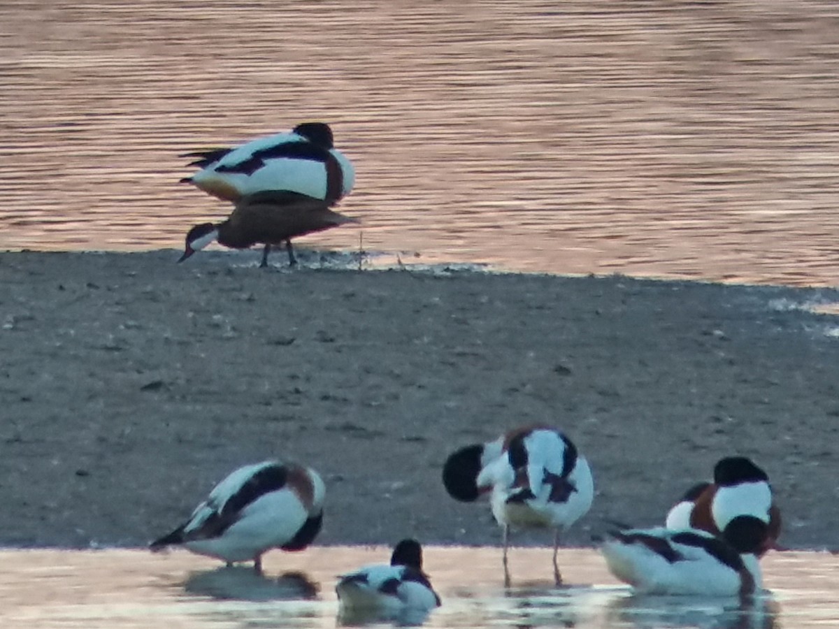 White-cheeked Pintail - José Ignacio Dies